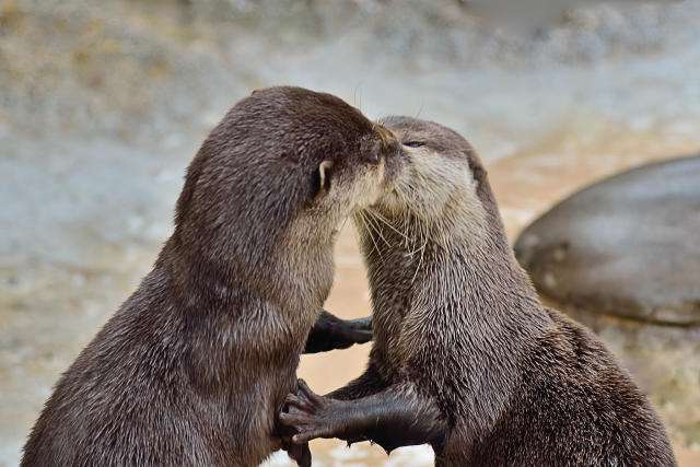 Discovery splash banner for Otter Hub Discord server