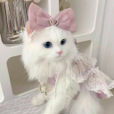 Discovery icon for 🎀 Ask To Dm  ^⩊^⟆ Cutecats﹒Social﹒Active﹒Make friends﹒Vcs﹒Giveaways﹒Ask2DM﹒non dating Discord server