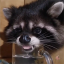 Discovery icon for Lixão do Procy 🦝 Discord server